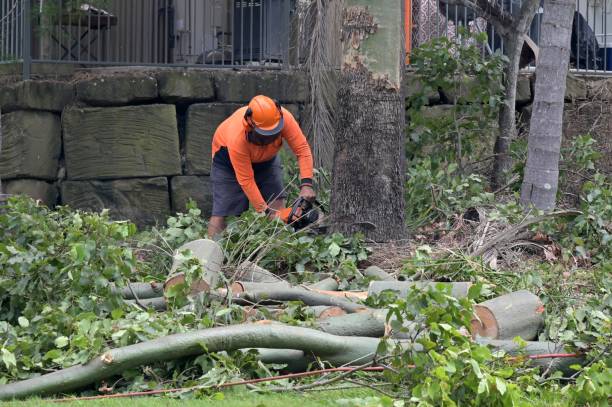 Professional Tree Removal in Willow Street, PA